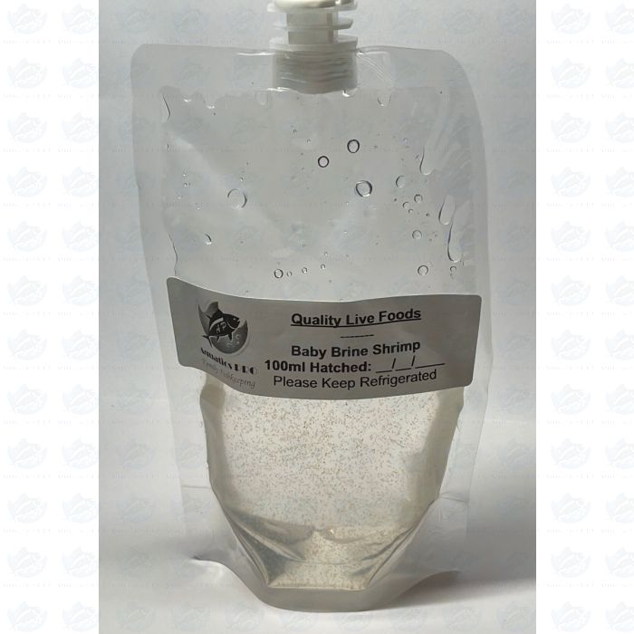 Live baby brine shrimp for sale clearance