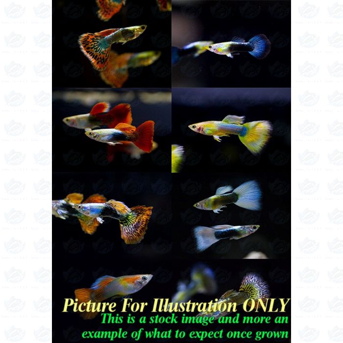 Live guppy fish cheap for sale