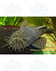 5x Bristlenose Pleco Fry Peacefull Small Community Catfish Ancistrus sp