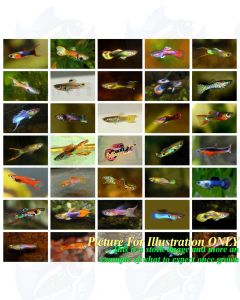 10 x Mixed Lot of Homebred Premium Wild True Endler Fry (Livebearers)
