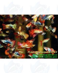 10 x Mixed Lot of Homebred Premium Guppy Fry (Livebearers)