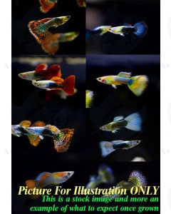 10x Lot of Homebred Guppy, Platy, Swordtail, Endler & Molly Fry (Livebearers)