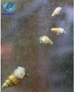 30 Tropical MTS Malaysian Trumpet Snails