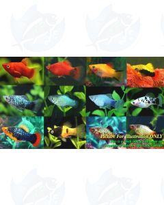20x Lot of Homebred Guppy, Platy, Swordtail, Endler & Molly Fry (Livebearers)